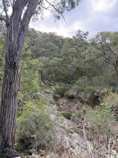 Steiglitz Loop Hike